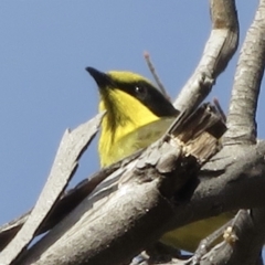 Lichenostomus melanops at Conder, ACT - 29 Jun 2021