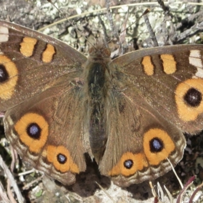 Junonia villida (Meadow Argus) at Tuggeranong DC, ACT - 29 Jun 2021 by RobParnell