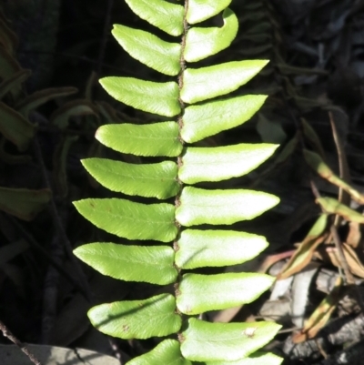 Pellaea calidirupium (Hot Rock Fern) at Tuggeranong DC, ACT - 29 Jun 2021 by RobParnell