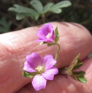 Geranium solanderi var. solanderi at Conder, ACT - 29 Jun 2021