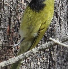 Nesoptilotis leucotis (White-eared Honeyeater) at Conder, ACT - 29 Jun 2021 by RobParnell