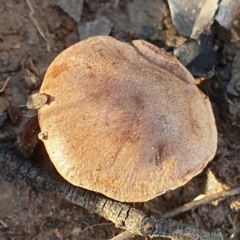 Unidentified Cap on a stem; gills below cap [mushrooms or mushroom-like] at Mount Painter - 27 Jun 2021 by drakes