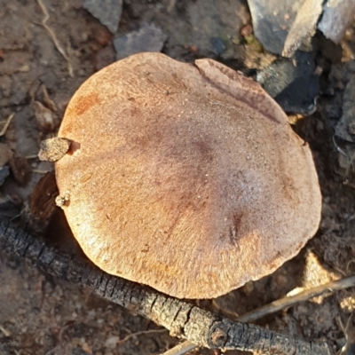 Unidentified Cap on a stem; gills below cap [mushrooms or mushroom-like] at Cook, ACT - 27 Jun 2021 by drakes