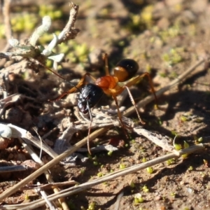 Camponotus consobrinus at Symonston, ACT - 29 Jun 2021