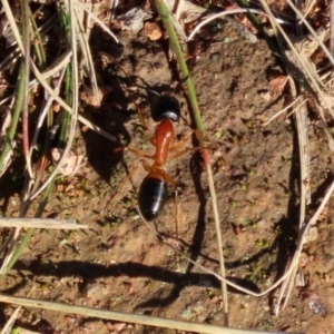 Camponotus consobrinus at Symonston, ACT - 29 Jun 2021 02:12 PM