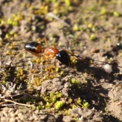 Camponotus consobrinus at Symonston, ACT - 29 Jun 2021