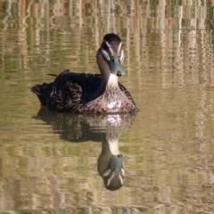 Anas superciliosa at Jerrabomberra, ACT - 29 Jun 2021