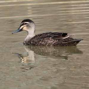 Anas superciliosa at Jerrabomberra, ACT - 29 Jun 2021