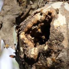 Apis mellifera (European honey bee) at Symonston, ACT - 29 Jun 2021 by RodDeb