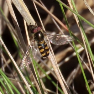 Melangyna viridiceps at Symonston, ACT - 29 Jun 2021