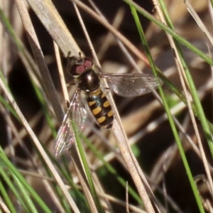 Melangyna viridiceps at Symonston, ACT - 29 Jun 2021