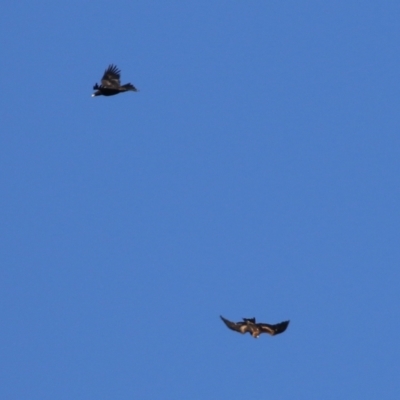 Aquila audax (Wedge-tailed Eagle) at Jerrabomberra, ACT - 29 Jun 2021 by RodDeb
