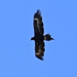 Aquila audax at Symonston, ACT - 29 Jun 2021