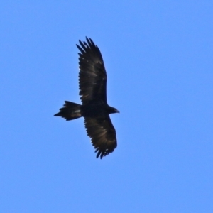 Aquila audax at Symonston, ACT - 29 Jun 2021