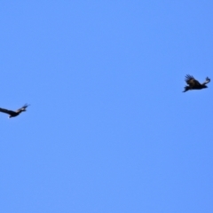 Aquila audax at Symonston, ACT - 29 Jun 2021