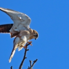 Falco cenchroides (Nankeen Kestrel) at Symonston, ACT - 29 Jun 2021 by RodDeb