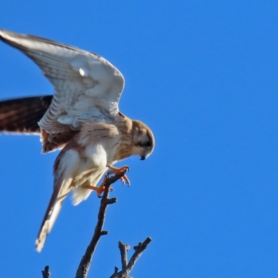 Falco cenchroides (Nankeen Kestrel) at Symonston, ACT - 29 Jun 2021 by RodDeb