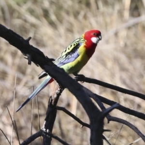 Platycercus eximius at Hawker, ACT - 29 Jun 2021