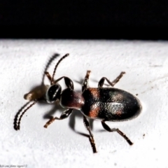 Anthicinae (subfamily) (Ant-like flower beetles, ant-like beetles) at Macgregor, ACT - 29 Jun 2021 by Roger