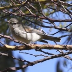 Pachycephala pectoralis at Hawker, ACT - 29 Jun 2021