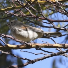 Pachycephala pectoralis at Hawker, ACT - 29 Jun 2021