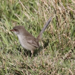 Malurus cyaneus (Superb Fairywren) at The Pinnacle - 29 Jun 2021 by AlisonMilton