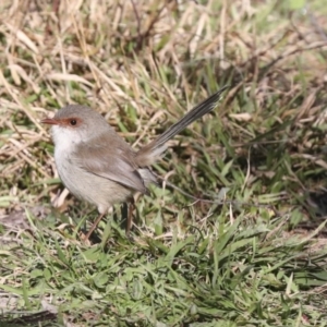 Malurus cyaneus at Hawker, ACT - 29 Jun 2021