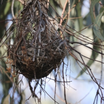 Philemon corniculatus (Noisy Friarbird) at Hawker, ACT - 29 Jun 2021 by AlisonMilton