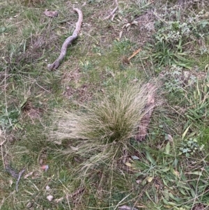 Nassella trichotoma at Majura, ACT - 29 Jun 2021