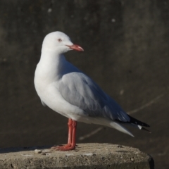 Chroicocephalus novaehollandiae (Silver Gull) at Upper Stranger Pond - 4 Apr 2021 by MichaelBedingfield