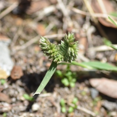 Eleusine tristachya (Goose Grass, Crab Grass, American Crows-Foot Grass) at Wamboin, NSW - 6 Feb 2021 by natureguy