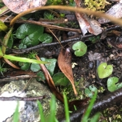 Acianthus sp. (Mayflower Orchid) at Point 5438 - 25 Jun 2021 by Rebeccaryanactgov