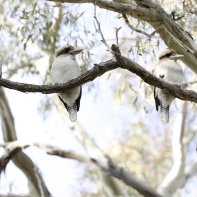 Dacelo novaeguineae (Laughing Kookaburra) at Hawker, ACT - 29 Jun 2021 by AlisonMilton