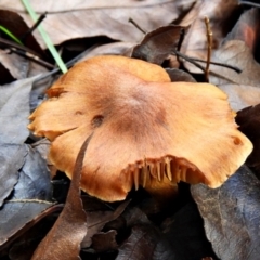 Cortinarius sp. (Cortinarius) at Crooked Corner, NSW - 28 Jun 2021 by Milly