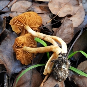 Cortinarius sp. at Crooked Corner, NSW - 28 Jun 2021