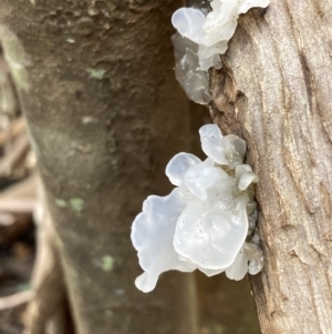 Tremella fuciformis at Paddys River, ACT - 28 Jun 2021