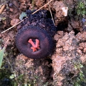 Calostoma fuscum at Paddys River, ACT - 28 Jun 2021 12:52 PM