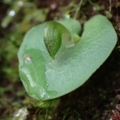 Corysanthes grumula at suppressed - 28 Jun 2021