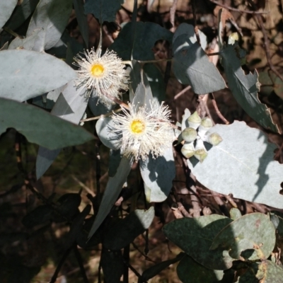 Eucalyptus cinerea subsp. cinerea (Argyle Apple) at Holt, ACT - 29 Jun 2021 by sangio7