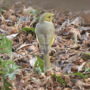 Ptilotula penicillata at Gungahlin, ACT - 28 Jun 2021