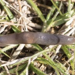 Deroceras laeve (Marsh Slug) at Hawker, ACT - 29 Jun 2021 by AlisonMilton