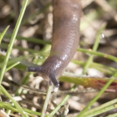 Deroceras laeve at Hawker, ACT - 29 Jun 2021