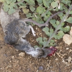 Mus musculus (House Mouse) at Hawker, ACT - 28 Jun 2021 by AlisonMilton