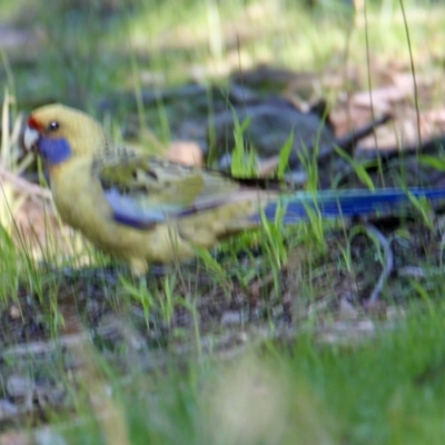 Platycercus elegans flaveolus (Yellow Rosella) at Springdale Heights, NSW - 28 Jun 2021 by PaulF