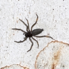 Gnaphosidae or Trochanteriidae (families) (Flat spider) at Hawker, ACT - 29 Jun 2021 by AlisonMilton