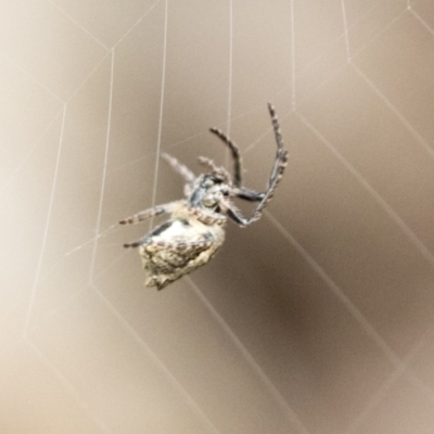 Araneinae (subfamily) (Orb weaver) at Hawker, ACT - 29 Jun 2021 by AlisonMilton