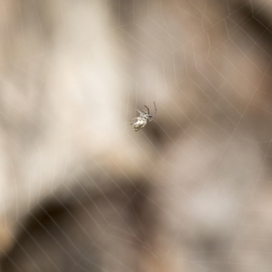 Araneinae (subfamily) at Hawker, ACT - 29 Jun 2021