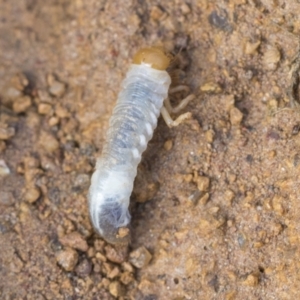 Scarabaeidae (family) at Hawker, ACT - 29 Jun 2021