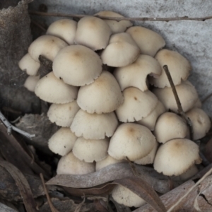 Mycena 'clarkeana group' at Higgins, ACT - 29 Jun 2021 09:34 AM