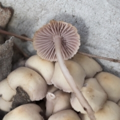 Mycena 'clarkeana group' at Higgins, ACT - 29 Jun 2021